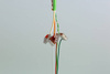 Kabel Tree (200m)